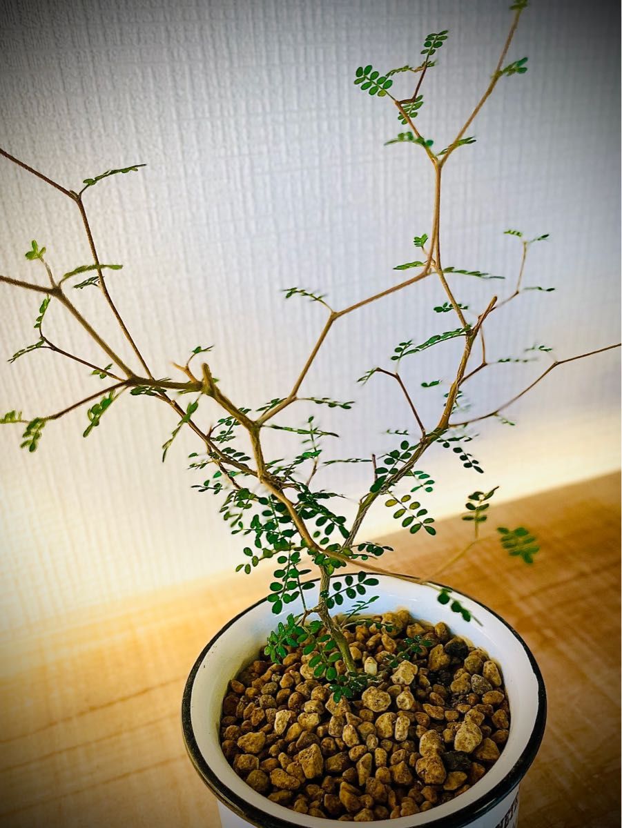 値下 盆栽風 鉢付き カクカクの枝と小さな葉っぱが可愛すぎる メルヘンの木 新芽もたくさん出てきてて元気です|Yahoo!フリマ(旧PayPayフリマ)