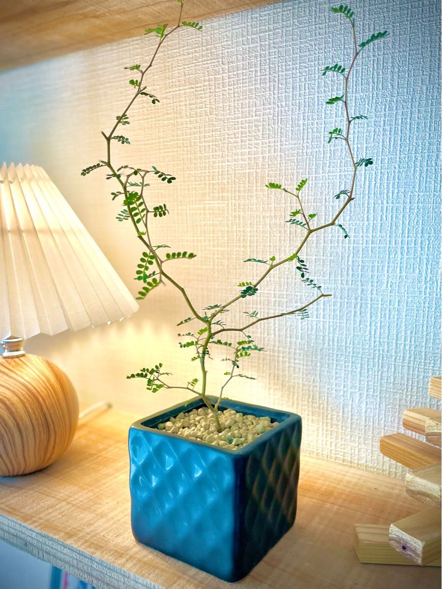 盆栽風 メルヘンの木 鉢付き カクカク枝と小さな葉が可愛いすぎる 新芽もたくさん ソフォラリトルベイビー|Yahoo!フリマ(旧PayPayフリマ)