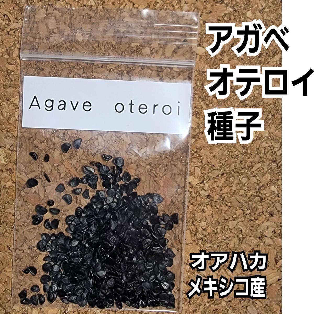 アガベ　オテロイ　種子【10粒】良血統厳選　オアハカ　メキシコ産　鮮度の良い種ですので発芽率も高い！是非、実生にチャレンジください_画像5