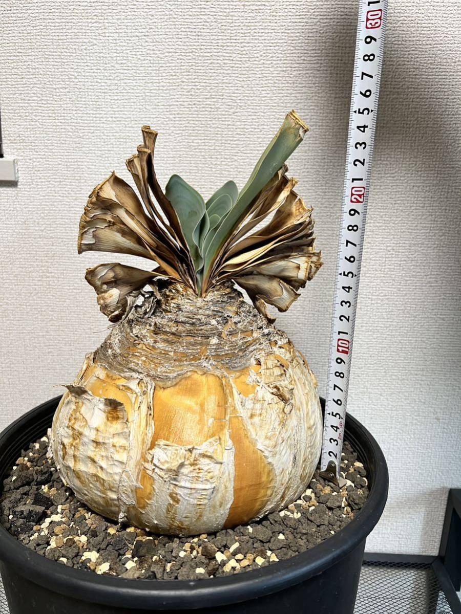 ブーファン ハエマンソイデス 現地株 国内2年 大株 美株 径21 発根済み