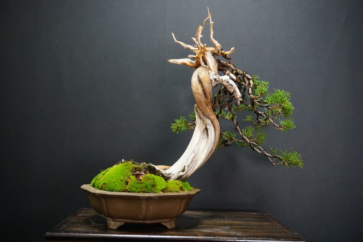Yahoo!オークション - 糸魚川真柏 真柏 盆栽