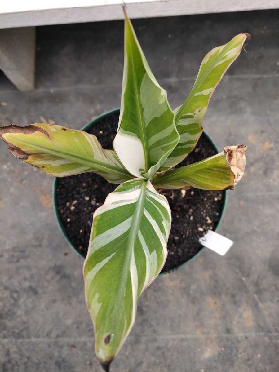 ムサ フロリダ 斑入り バナナ Musa Florida-