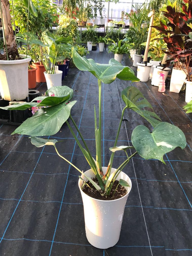  decorative plant interior . stylish unusual . entering very popular monstera Varie garter ① pot from the bottom approximately 64cm degree 7 size pot 