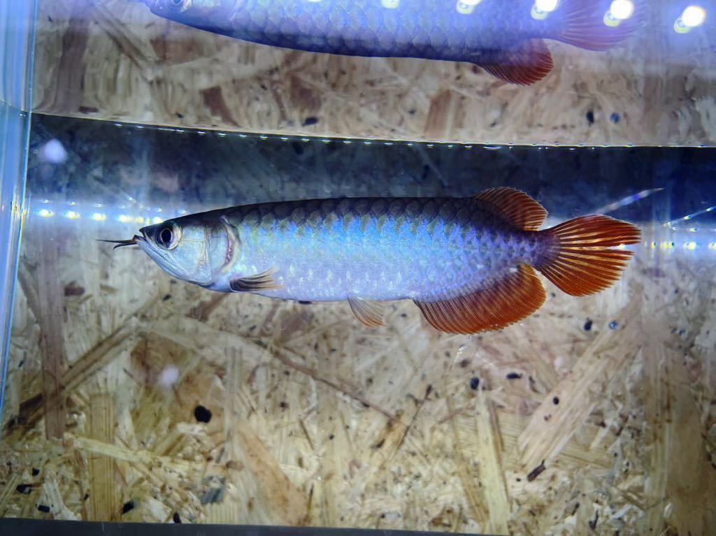 死着保証アリ アジアアロワナ紅龍 イケイケ絶頂 男前 Yankee RED 無 ...