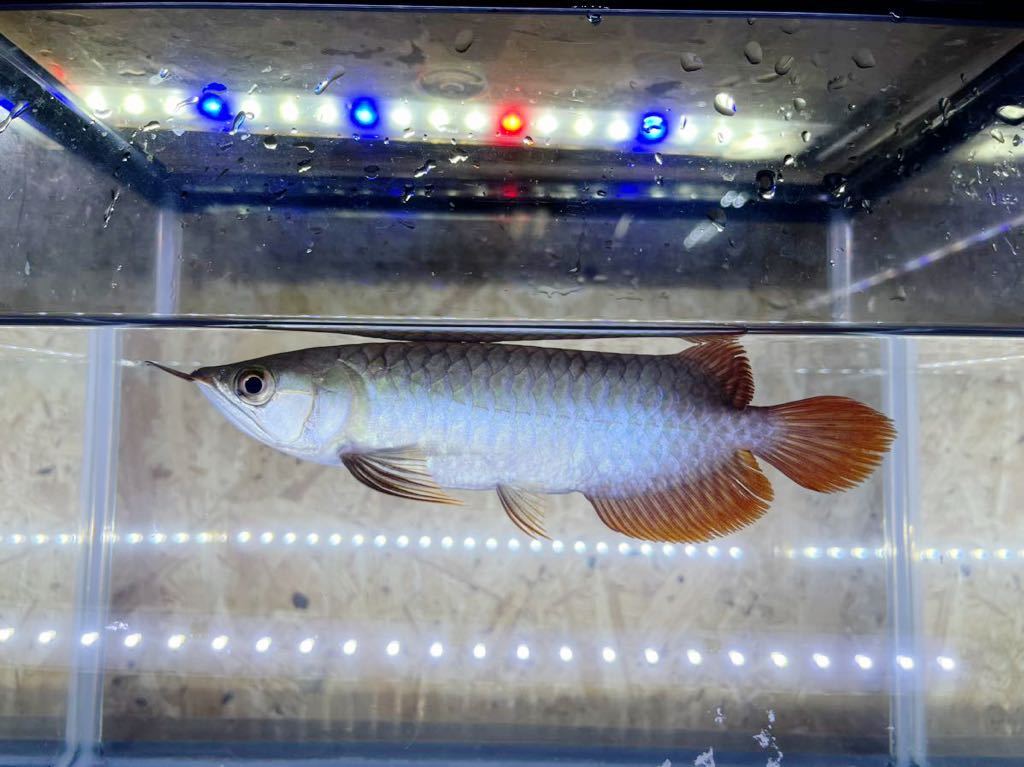 死着保証アリ アジアアロワナ紅龍 イケイケ絶頂 男前 Yankee RED 無 ...