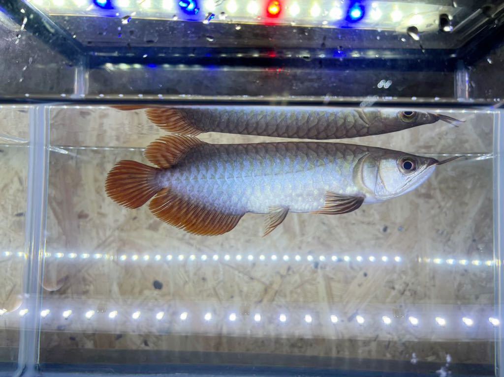 死着保証アリ アジアアロワナ紅龍 イケイケ絶頂 男前 Yankee RED 無 ...