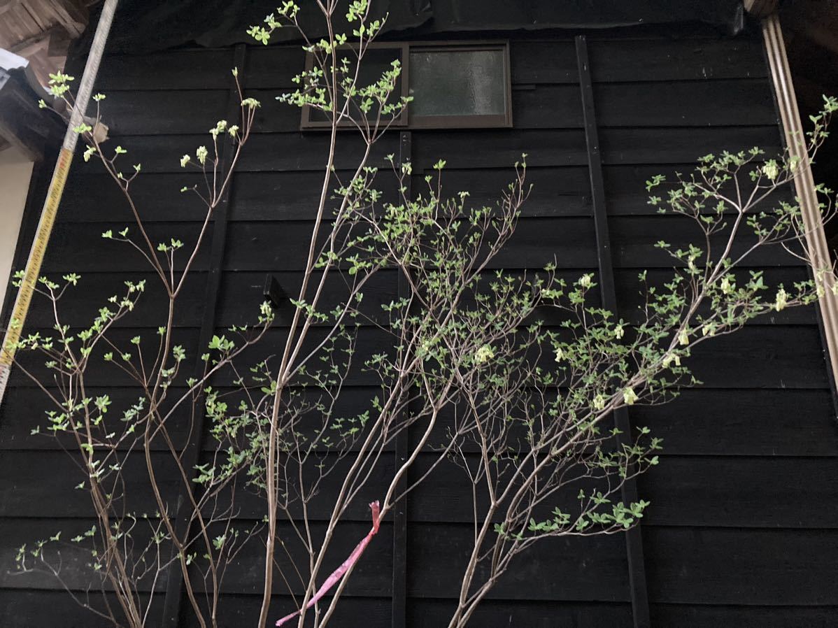 希少 山取 ウスギヨウラク バイカツツジ 混合株 | normanhubbard.com