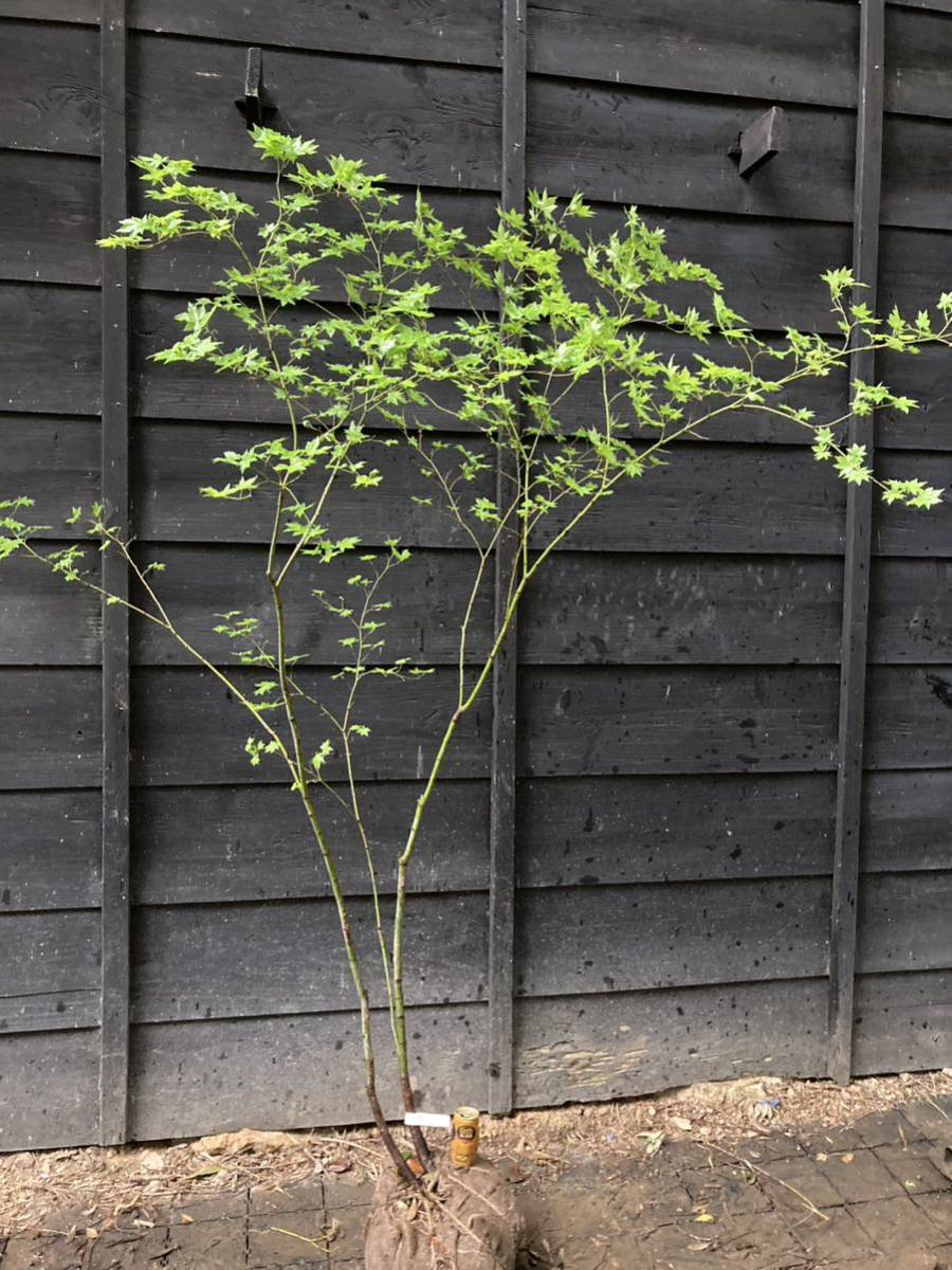 通販大得価 e 山取 ヒナウチワカエデ(植木、庭木)|売買された