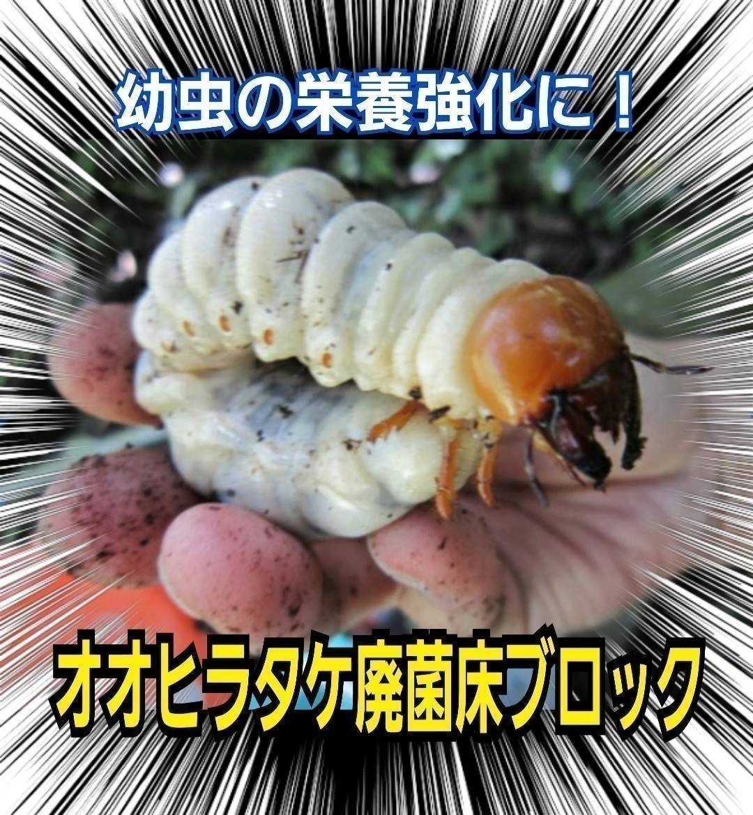 【2本セット】カブトムシ幼虫の栄養強化に！　マットに埋め込むだけ！　クワガタの産卵材の代わりにも使える！オオヒラタケ菌床ブロック　