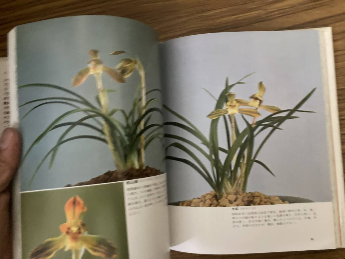  садоводство документ подбор книг сад жизнь сборник . документ . новый свет фирма Япония shun Ran весна орхидея /Z302