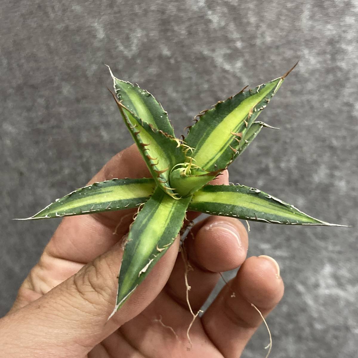 アガベ 多肉植物 ホリダ錦 激レア! 黄中斑 極上株-