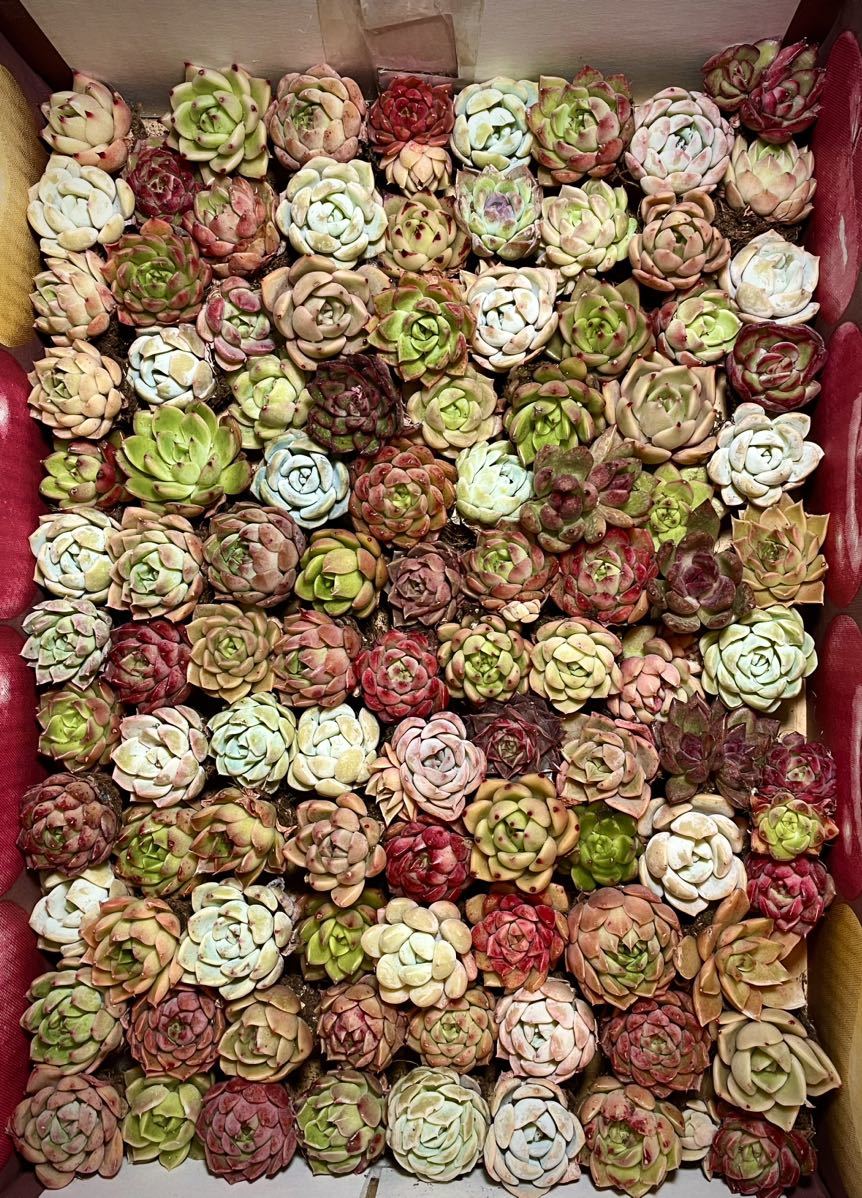 ヤフオク! - 韓国苗 多肉植物美苗 交配種 100苗セット 2-4cm実...