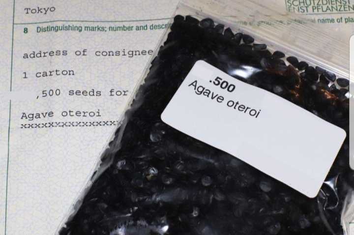 3月入荷 オテロイ 種子 種 証明書あり 100粒 チタノタ アガベの画像1