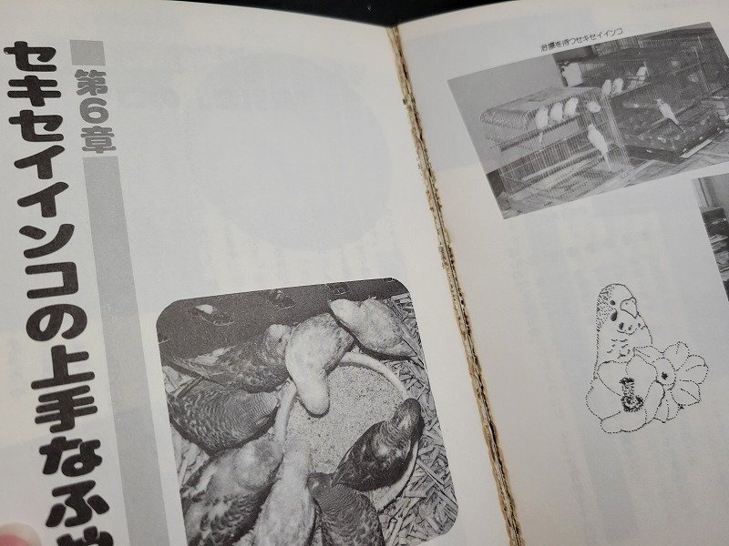 n△　たのしい セキセイインコの飼い方ふやし方　鷲尾絖一郎・著　1989年発行　新星出版社　/ｄ68_画像4