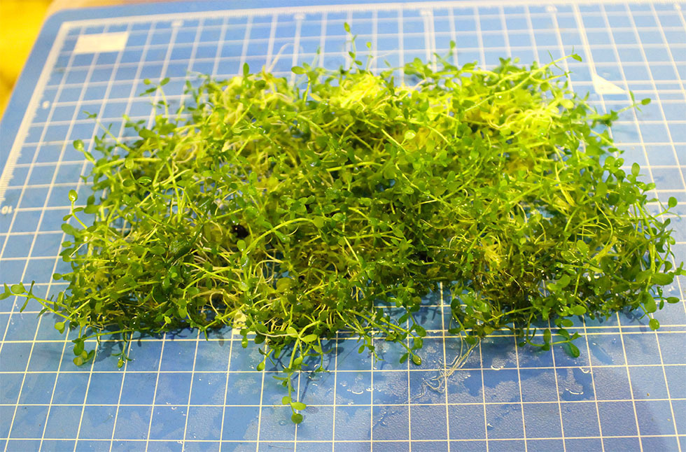 [ бесплатная доставка ] новый Large pearl-grass много совершенно подводный лист 
