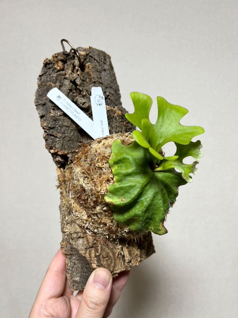 限定 1株 P.Ridleyi Dwarf リドレイドワーフ 入賞株の株分け PLANET