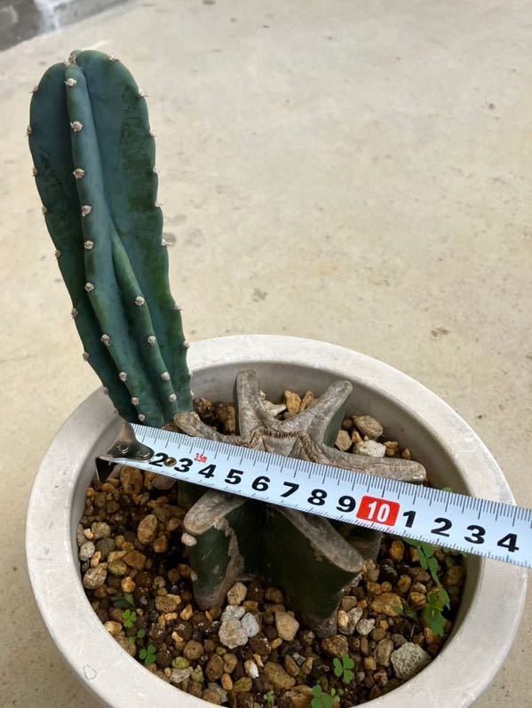 越冬済み　柱サボテン 10頭発根　サボテンブランチ　メキシカン　チカーノ 越冬済み 大株 10頭発根済み 柱サボテン サボテン サボテン