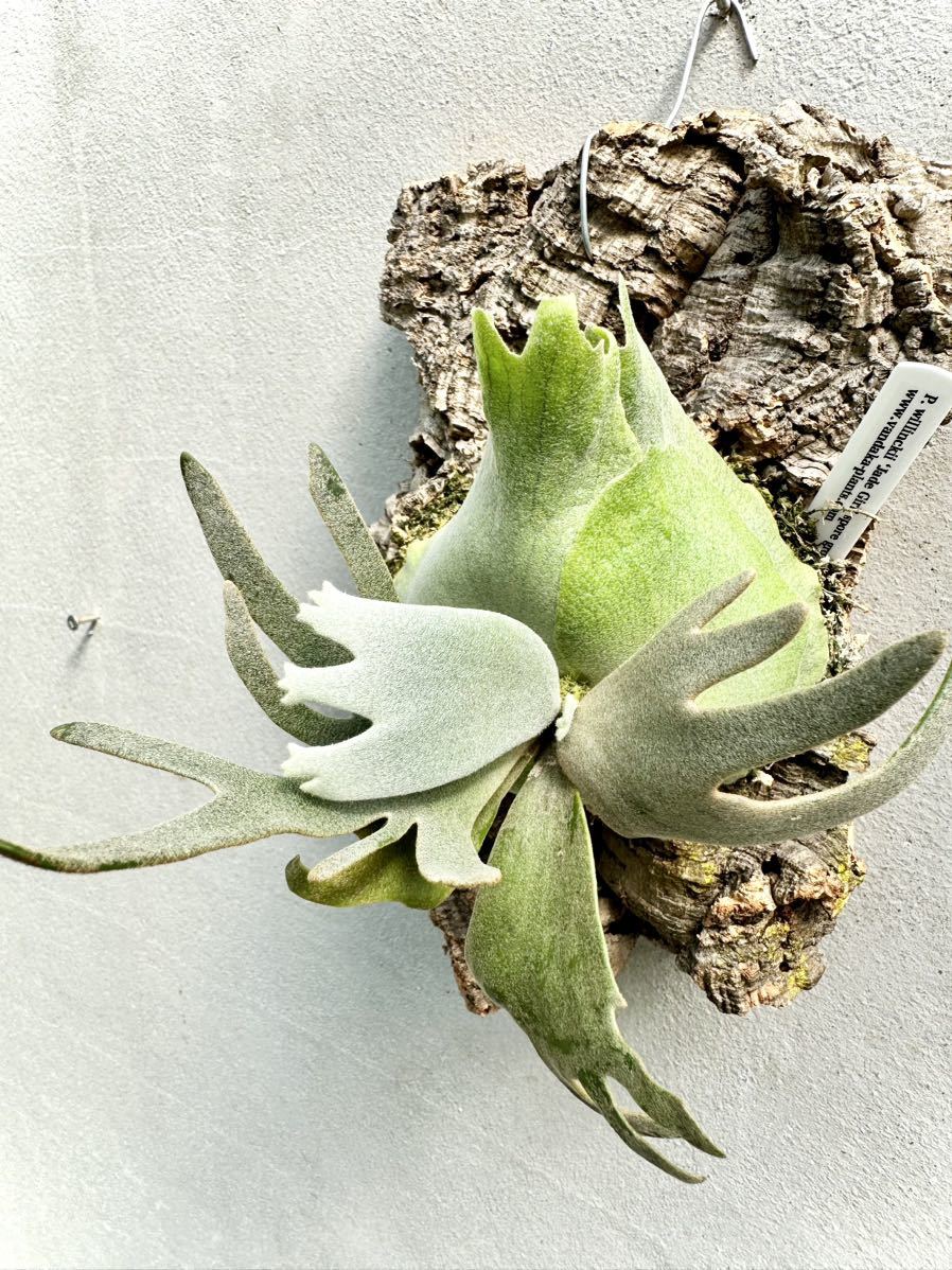 P. willinckii 'Jade Girl' spore grown ウィリンキー【vandaka】ビカクシダ