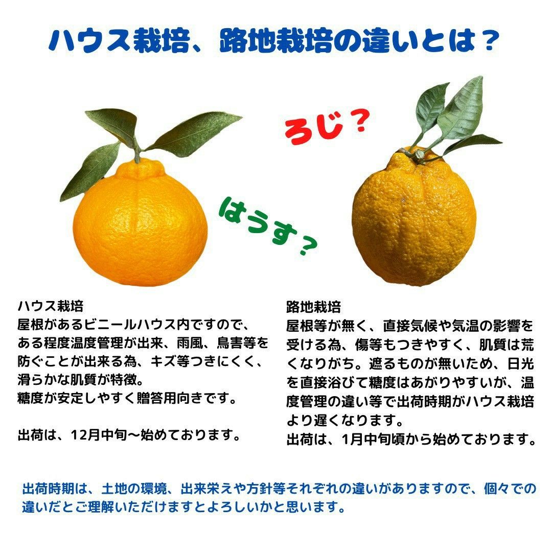 限定1箱 不知火 家庭用 M16 大玉MIX5kg(デコポン)|Yahoo!フリマ 限定1箱 不知火 家庭用 M16 大玉MIX5kg(デコポン)|Yahoo!フリマ