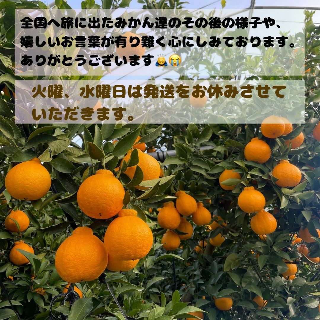 限定1箱 不知火 家庭用 M16 大玉MIX5kg(デコポン)|Yahoo!フリマ 限定1箱 不知火 家庭用 M16 大玉MIX5kg(デコポン)|Yahoo!フリマ