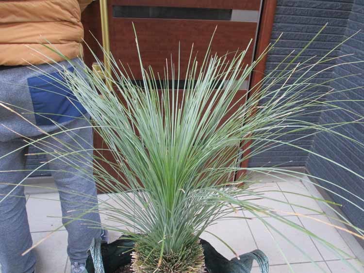 【現品】クサントロエア・グラウカ　xanthorrhoea glauca　通称：ブラックボーイ(Black boy)　グラスツリー　15号相当　た３番_画像3