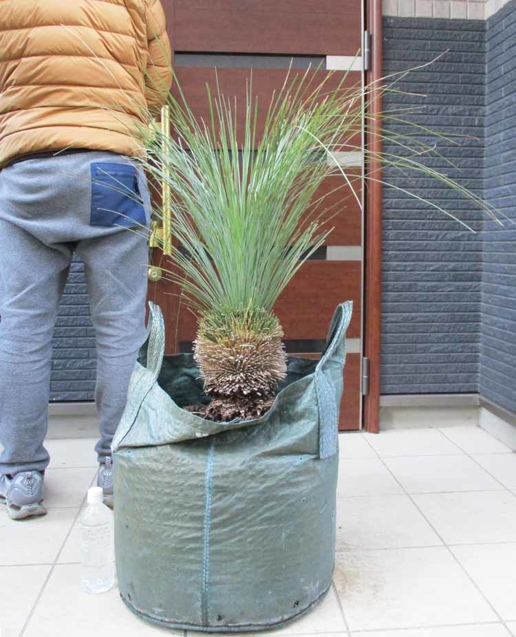 【現品】クサントロエア・グラウカ　xanthorrhoea glauca　通称：ブラックボーイ(Black boy)　グラスツリー　15号相当　た３番_画像1