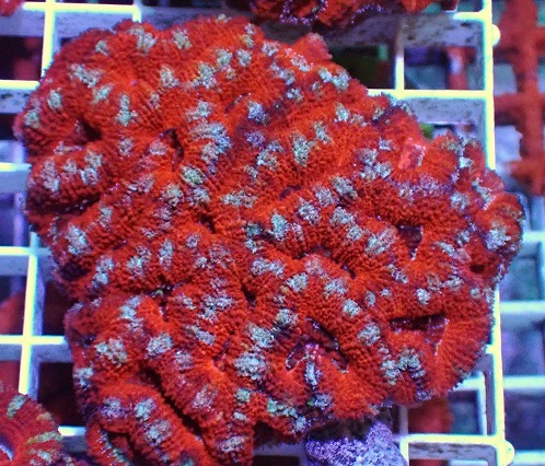 No.125 オーストラリア産カクオオトゲキクメイシ|ハードコーラル プクプク系 アクアスタイルユー サンゴ 通販 販売 ユラユラ ASY