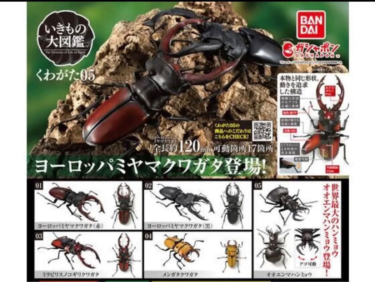 いきもの大図鑑 くわがた05 オオエンマハンミョウ ヨーロッパ