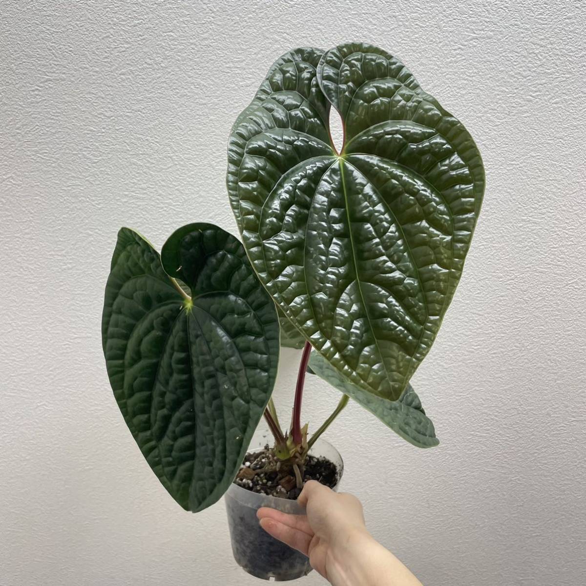 セール価格 アンスリウム ルクスリアンス Anthurium luxurians asakusa