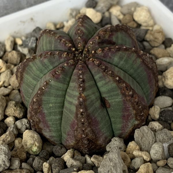 【B1741】【選抜株】ユーフォルビア オベサ Euphorbia obesa ( 検索 アガベ 塊根植物 パキポディウム 多肉植物 )_画像4