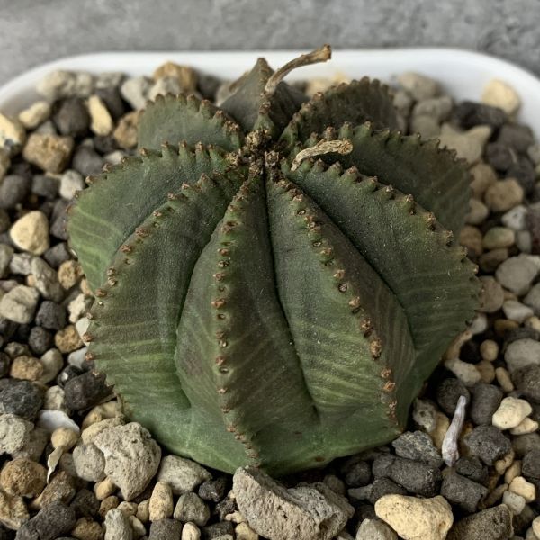 【B1745】【選抜株】ユーフォルビア オベサ Euphorbia obesa ( 検索 アガベ 塊根植物 パキポディウム 多肉植物 )_画像1