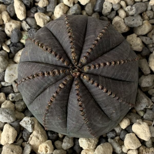 【B1747】【選抜株】ユーフォルビア オベサ Euphorbia obesa ( 検索 アガベ 塊根植物 パキポディウム 多肉植物 )_画像2