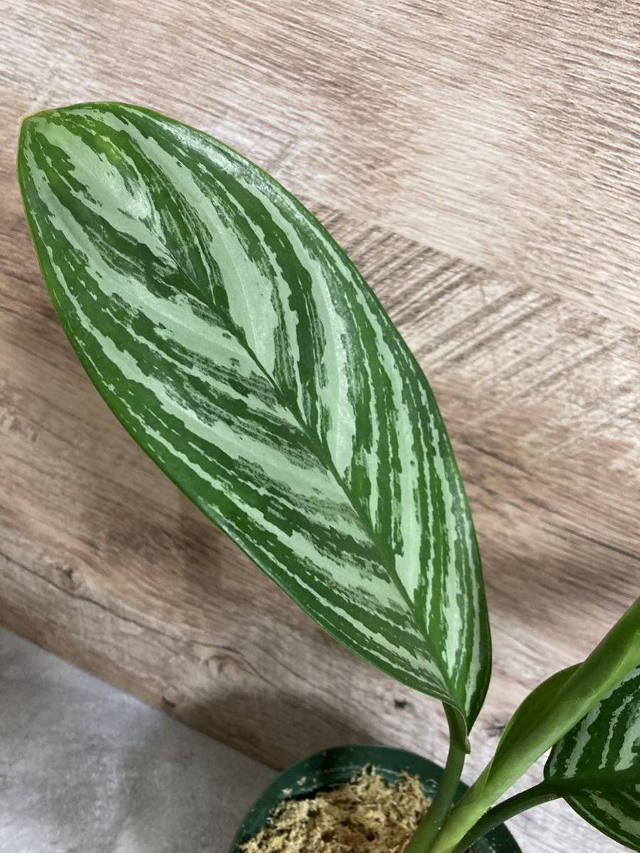 特選極美株！ Aglaonema nitidum curtisii アグラオネマ ニティドゥム カーティシー 中型株