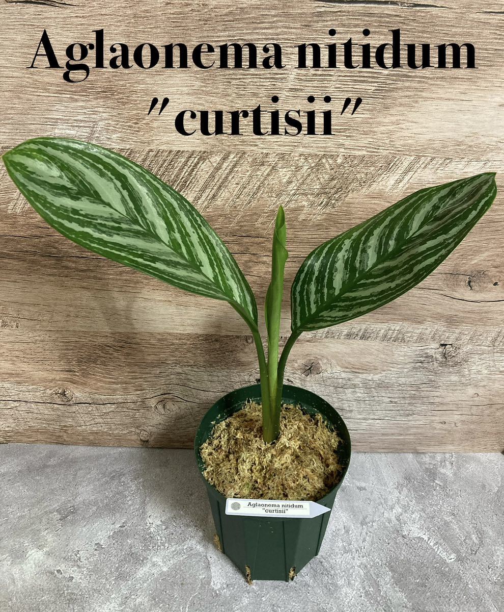 特選極美株 Aglaonema nitidum curtisii アグラオネマ 特選極美株 Aglaonema nitidum curtisii アグラオネマ