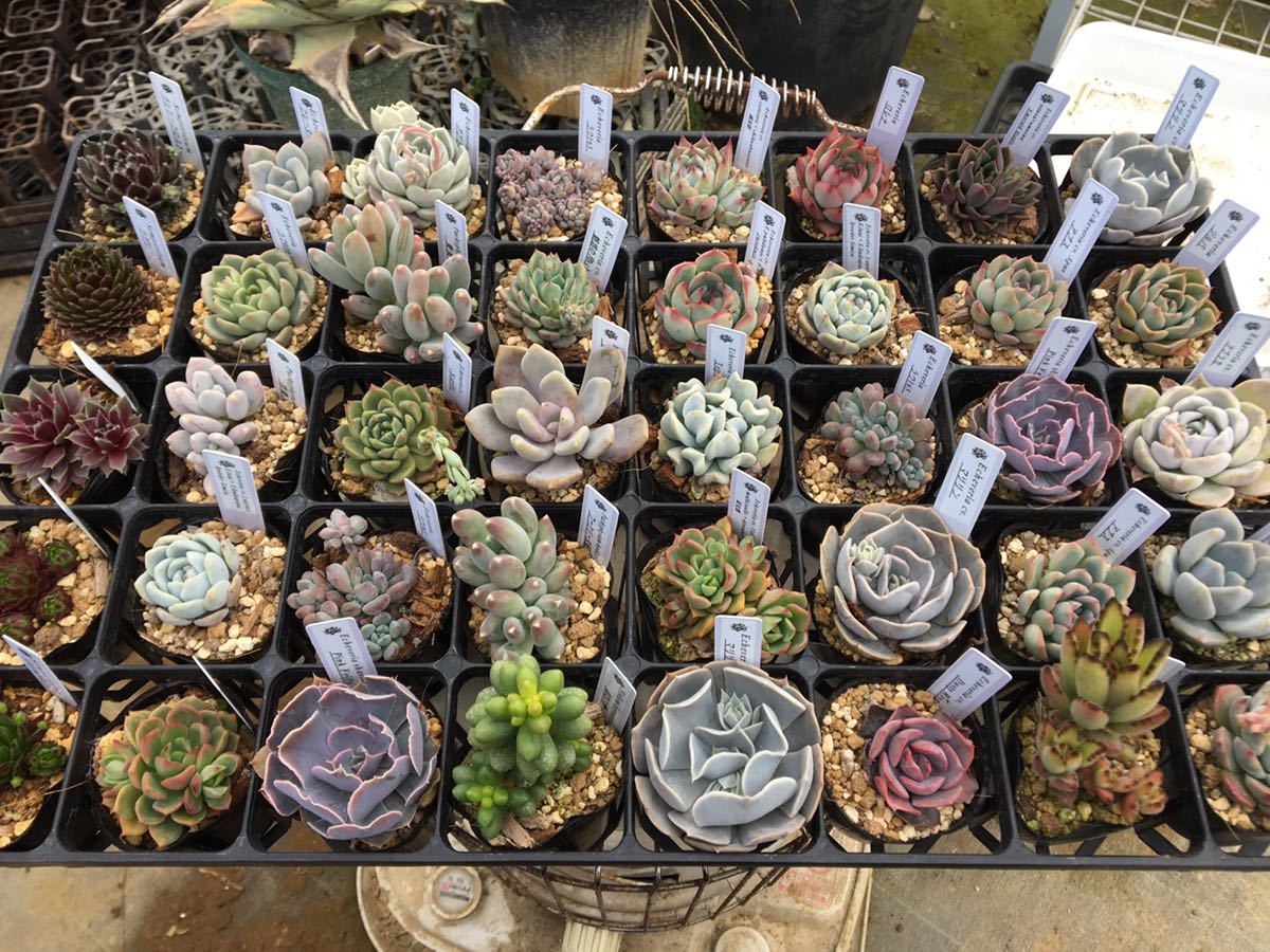 希少 YM 多肉植物 大株 エケベリア エケベリア センペルビウム 韓国苗