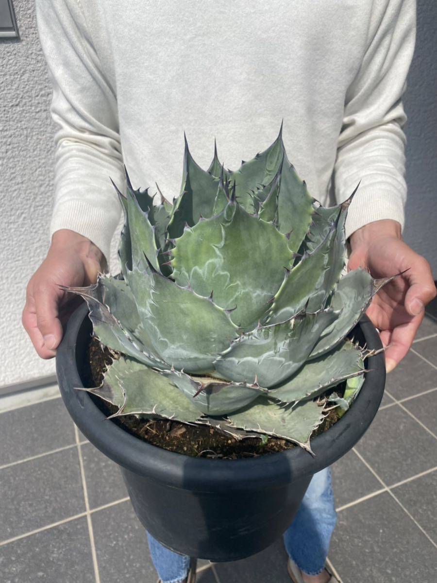 Yahoo!オークション - アガベ パラサナ ファイヤーボール Agave Yahoo!オークション - アガベ パラサナ ファイヤーボール Agave