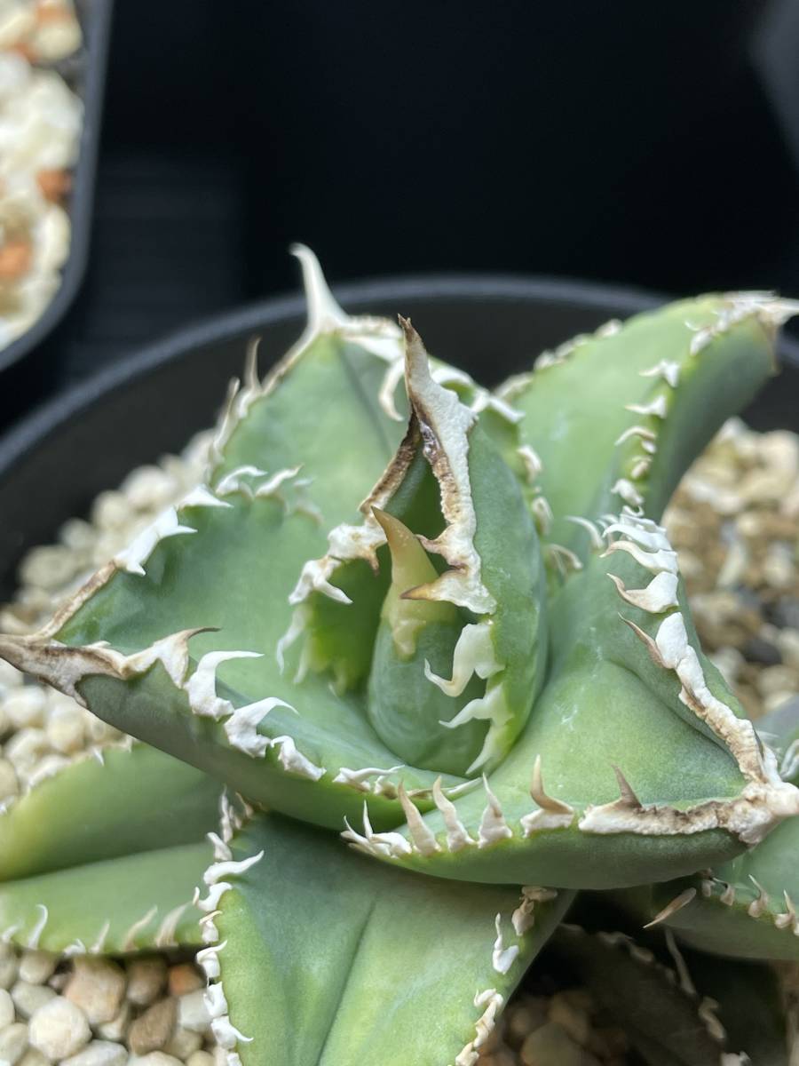 アガベ チタノタ 大白鯊 ホホジロザメ子株 lize産 Agave-