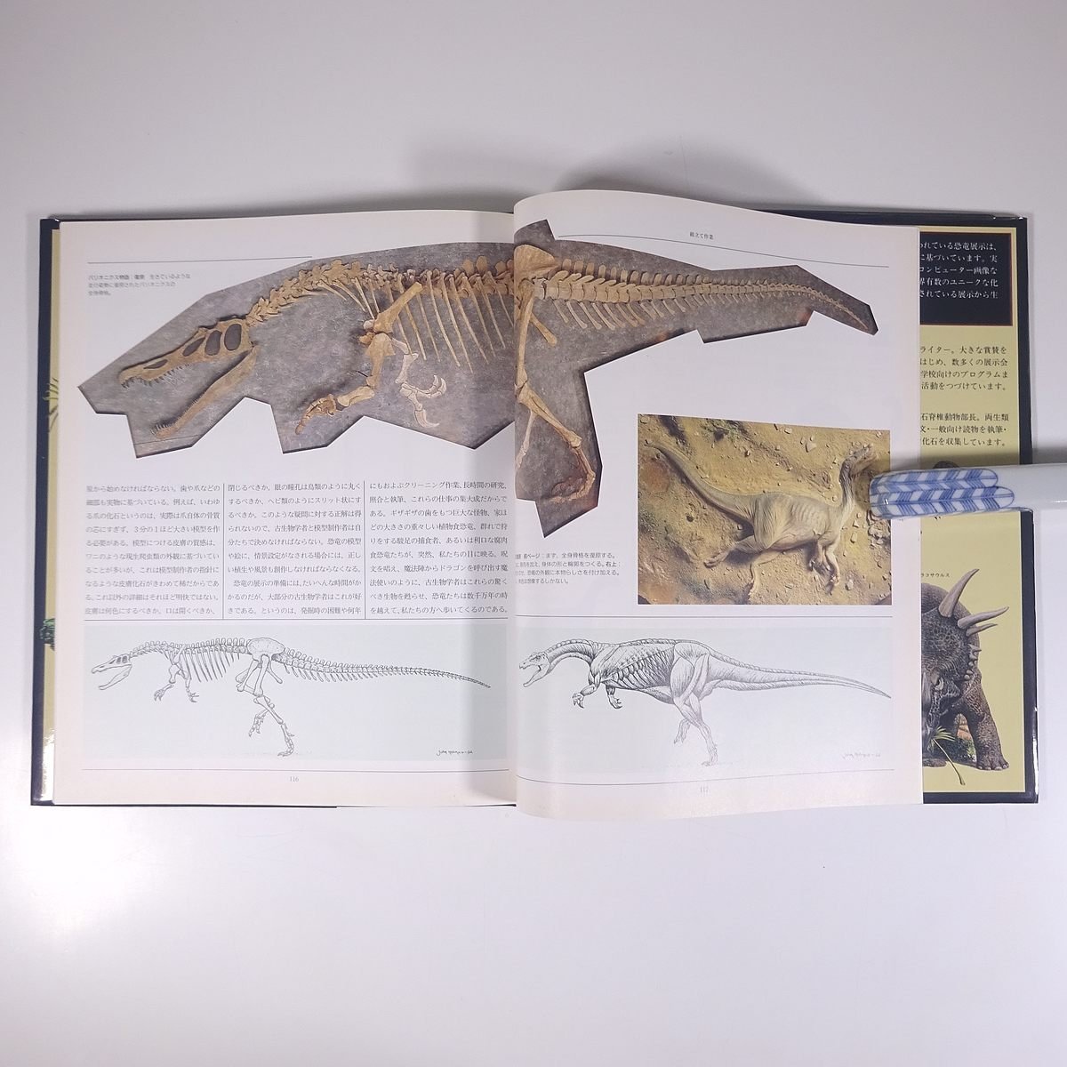 英国自然史博物館 恐竜 ティム・ガードム著 ほるぷ出版 1994 大型本 図版 図録 考古学_画像9