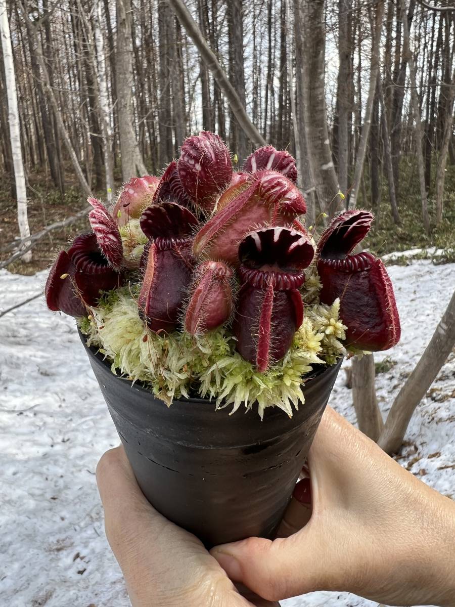 Yahoo!オークション - Cephalotus follicularis ”Fred Howell Yahoo!オークション - Cephalotus follicularis ”Fred Howell