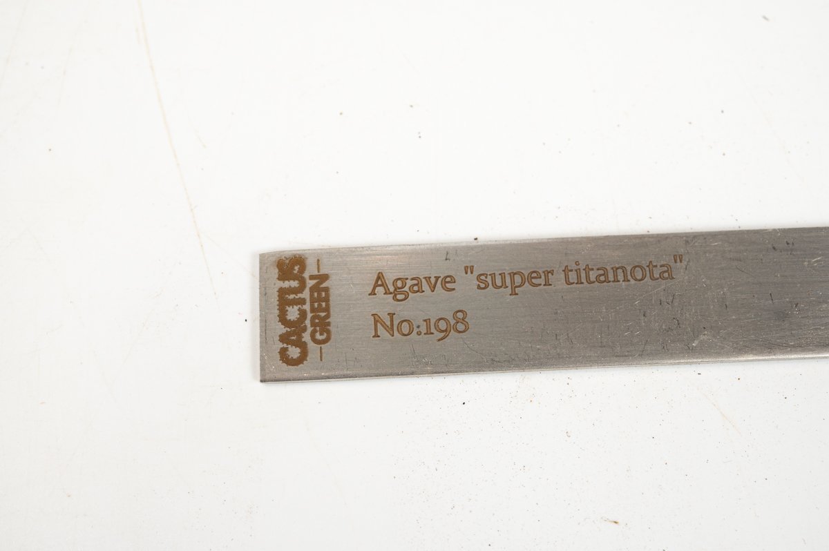 14 Agave super titanota アガベ スーパー チタノタ  /CACTUS GREENの画像6