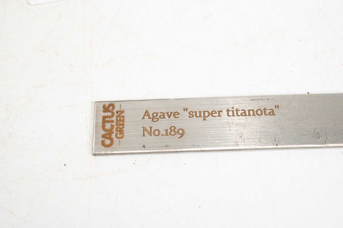 11 Agave super titanota アガベ スーパー チタノタ  /CACTUS GREENの画像6