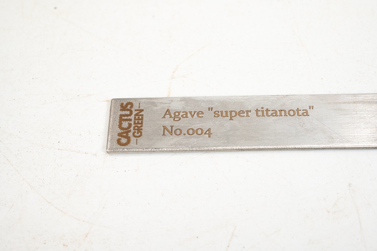 １ Agave super titanota アガベ スーパー チタノタ  /CACTUS GREENの画像6
