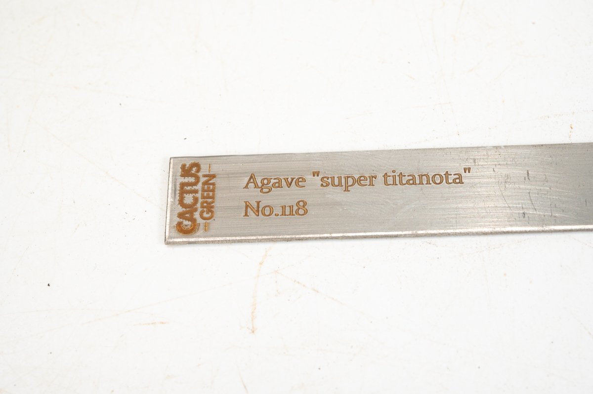 4 Agave super titanota アガベ スーパー チタノタ  /CACTUS GREENの画像6