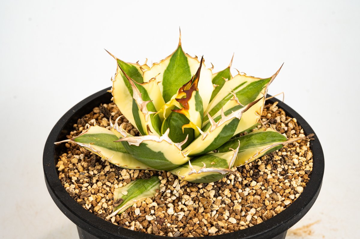 Agave Snaggle Tooth アガベ チタノタ スナグルトゥース-