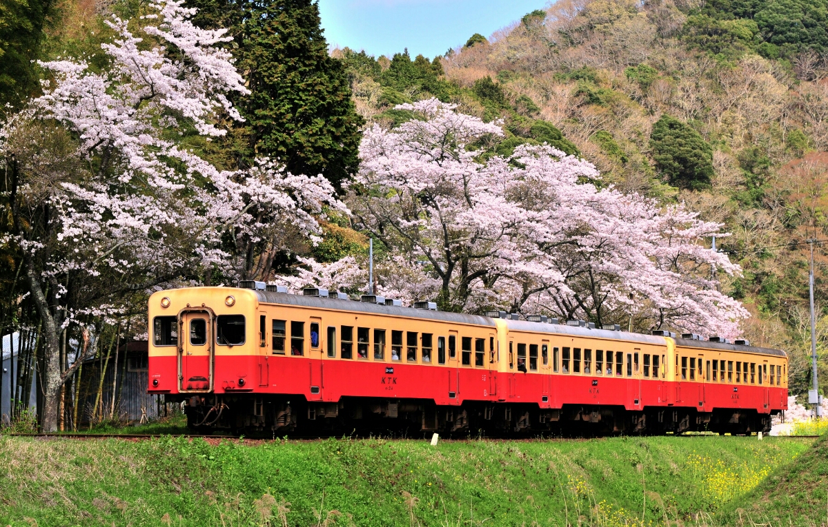 ヤフオク 鉄道 デジ 写真 画像 小湊鉄道 桜 18年 3 ヤフオク 鉄道 デジ 写真 画像 小湊鉄道 桜 18年 3