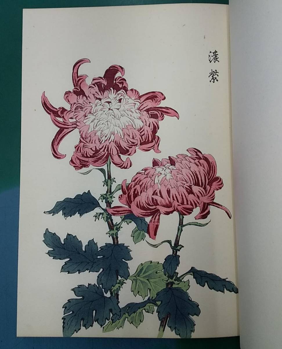 長谷川契花「契花百菊」(全3巻) 明治41年 山田直三郎刊 芸艸堂 彩色木 ...