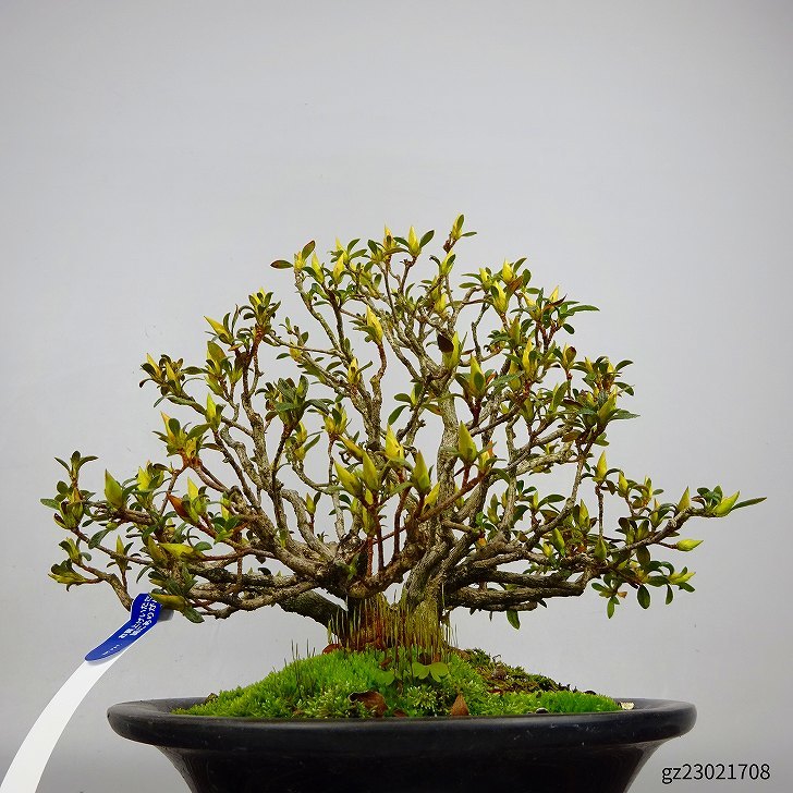 皐月さつき盆栽 【光の華 ひかりのはな】 grupoavodah.com.br