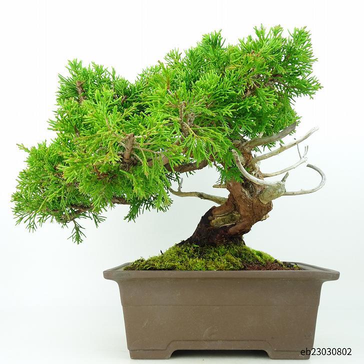  bonsai genuine Kashiwa height of tree 25cm....Juniperus chinensissin Park Gin car li~ hinoki . evergreen tree .. for reality goods 