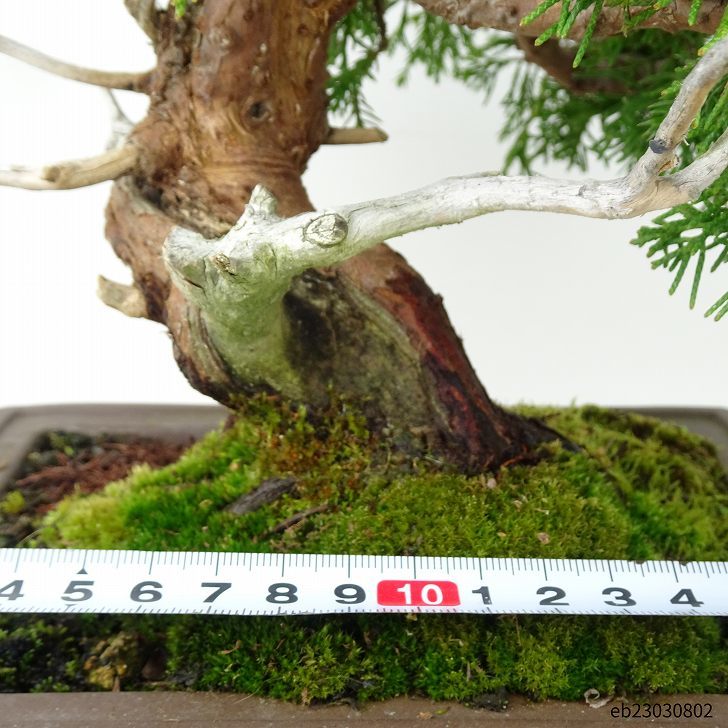  bonsai genuine Kashiwa height of tree 25cm....Juniperus chinensissin Park Gin car li~ hinoki . evergreen tree .. for reality goods 