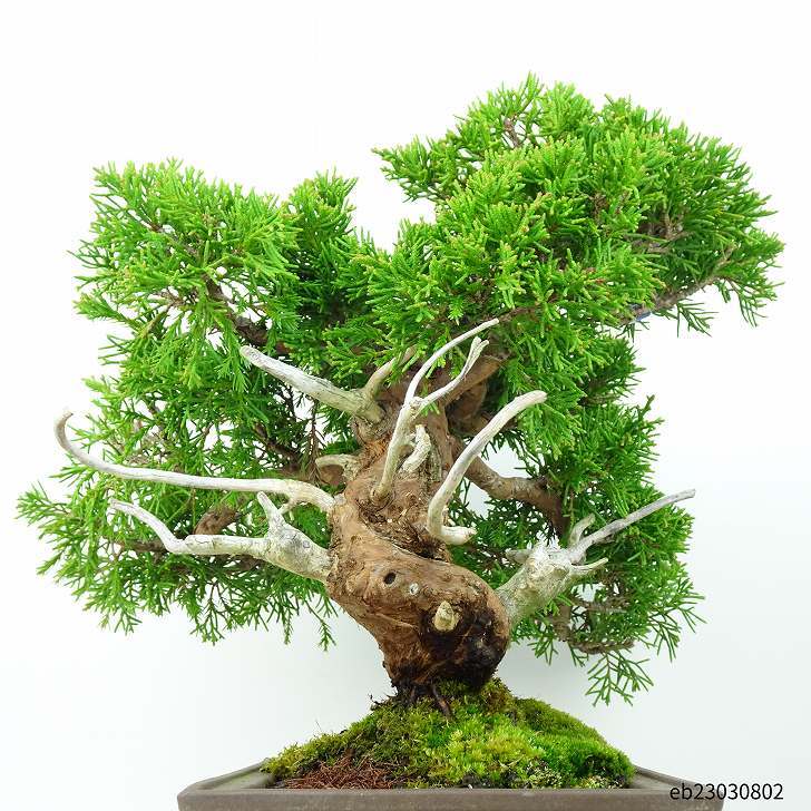  bonsai genuine Kashiwa height of tree 25cm....Juniperus chinensissin Park Gin car li~ hinoki . evergreen tree .. for reality goods 